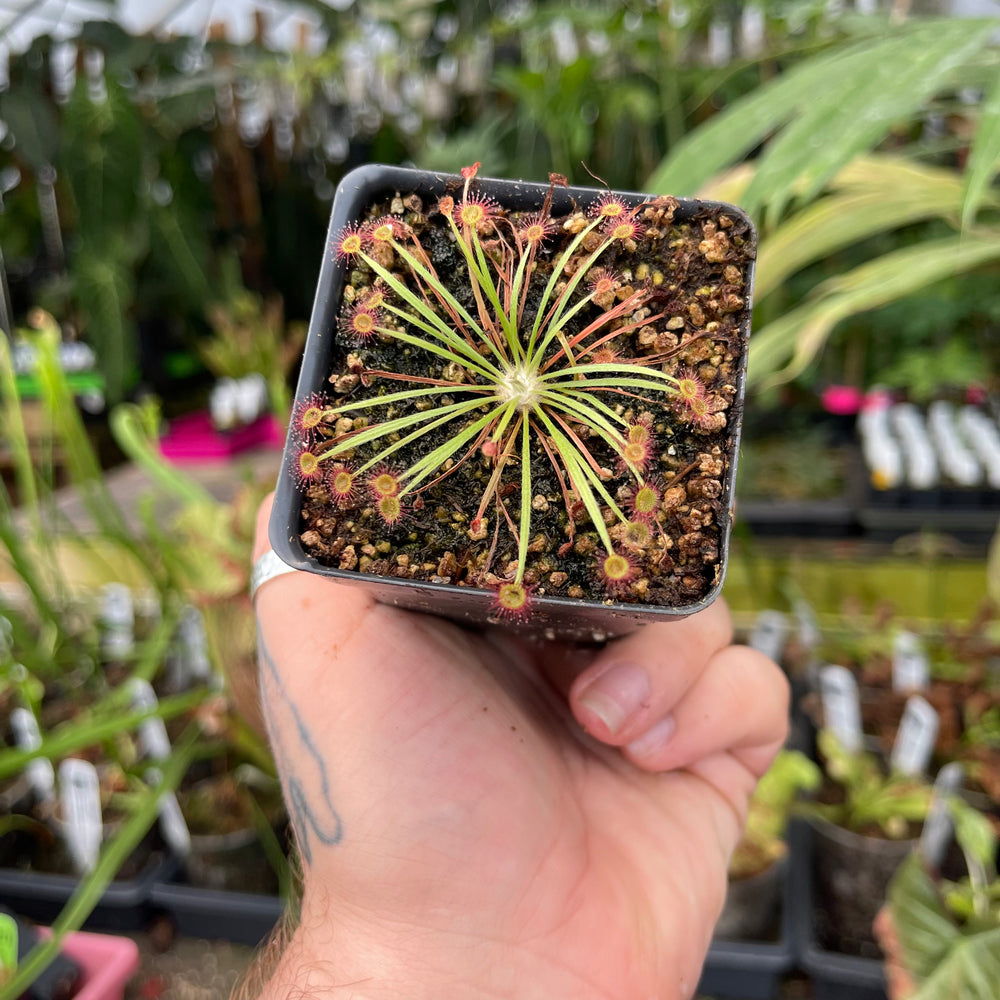 Drosera dilatato-petiolaris sundew