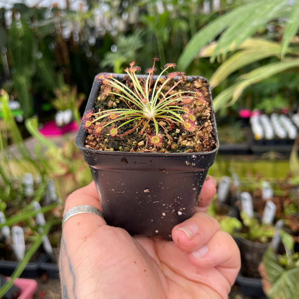 
                      
                        Drosera dilatato-petiolaris sundew
                      
                    