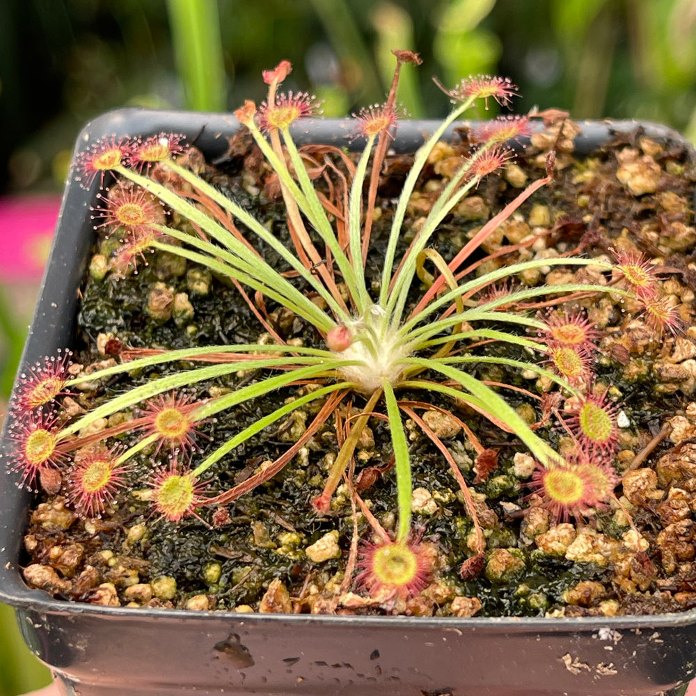 
                      
                        Drosera dilatato-petiolaris sundew
                      
                    