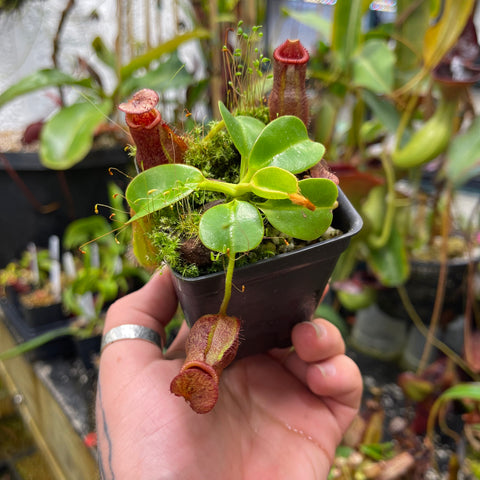 Compact Nepenthes villosa x robcantleyi in a black pot held in a hand with moss and glossy green leaves and red pitcher traps.
