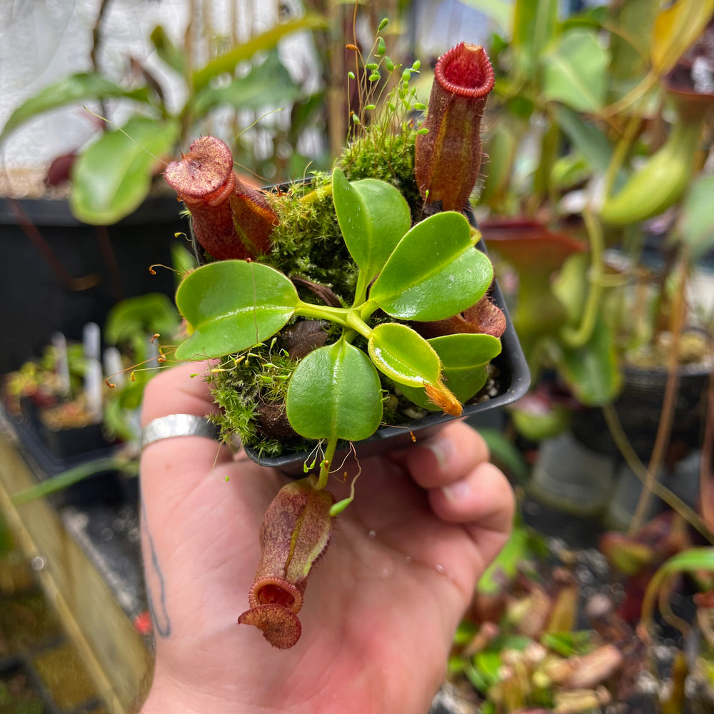 Nepenthes villosa x robcantleyi