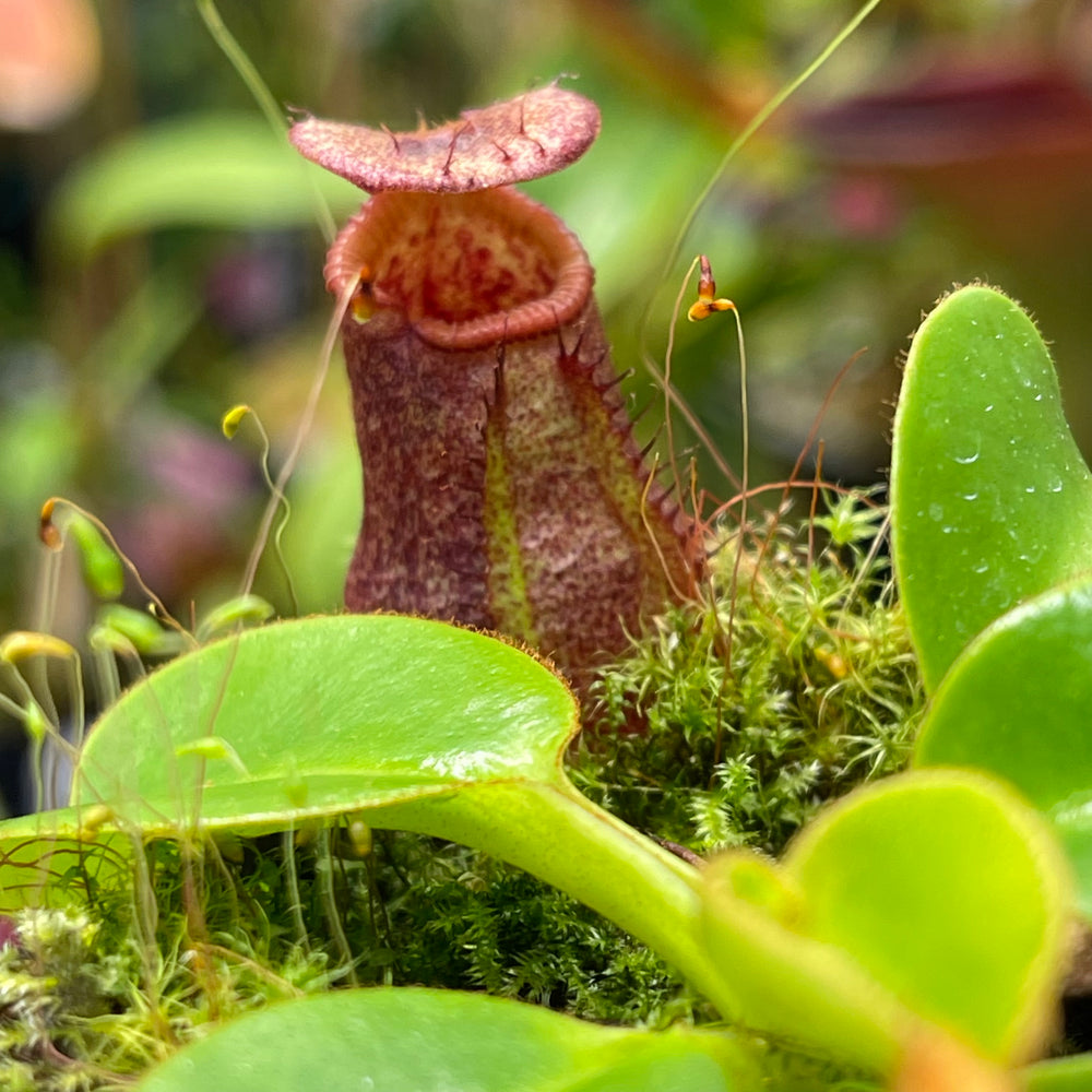 
                      
                        Nepenthes villosa x robcantleyi
                      
                    