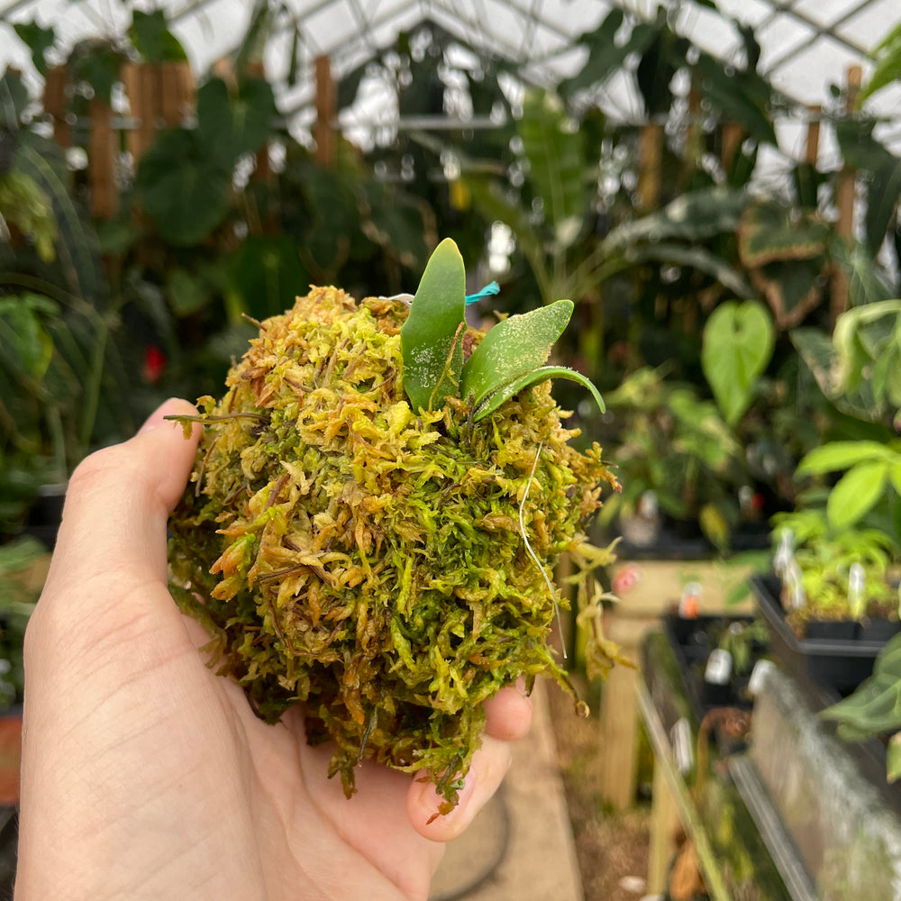 
                      
                        Platycerium willinckii 'Bacteria' Staghorn Fern
                      
                    