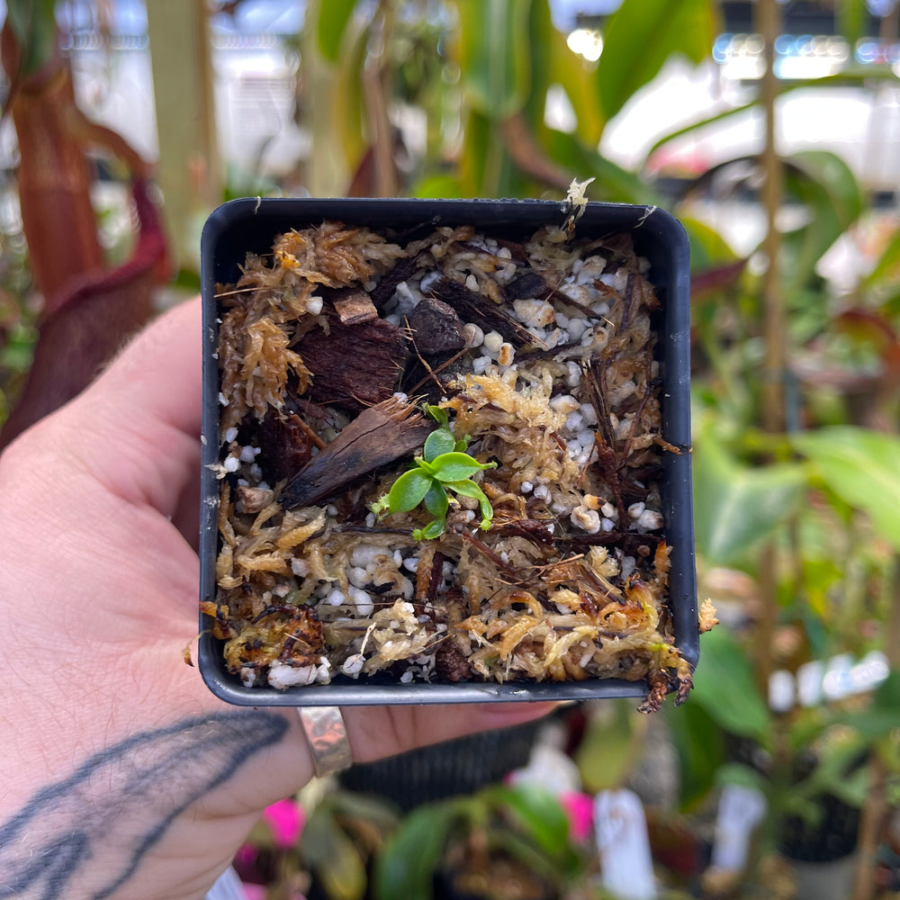 
                      
                        Nepenthes mollis x edwardsiana, CAR-0446
                      
                    