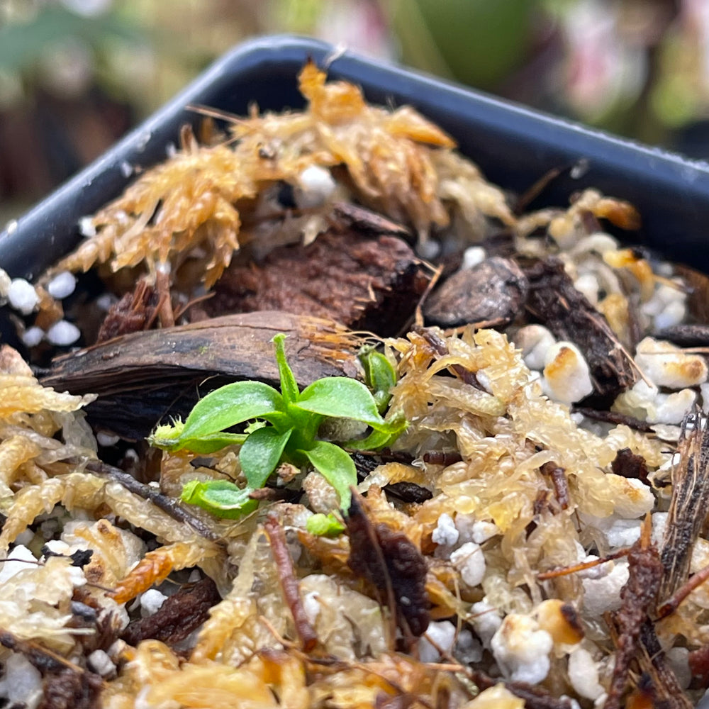 
                      
                        Nepenthes mollis x edwardsiana, CAR-0446
                      
                    