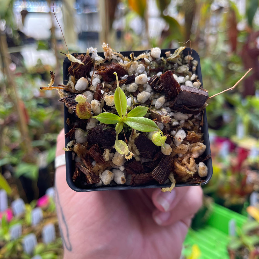
                      
                        Nepenthes naga x tenuis, CAR-0443
                      
                    