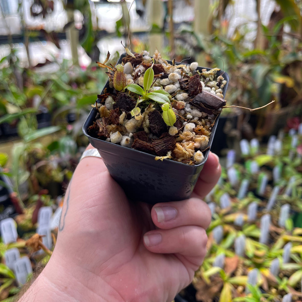 
                      
                        Nepenthes naga x tenuis, CAR-0443
                      
                    