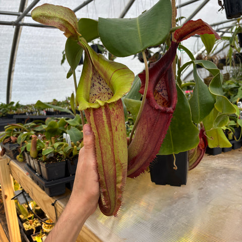 Nepenthes spathulata jacquelineae x truncata veitchii hybrid with green and red hanging pitchers in a greenhouse.