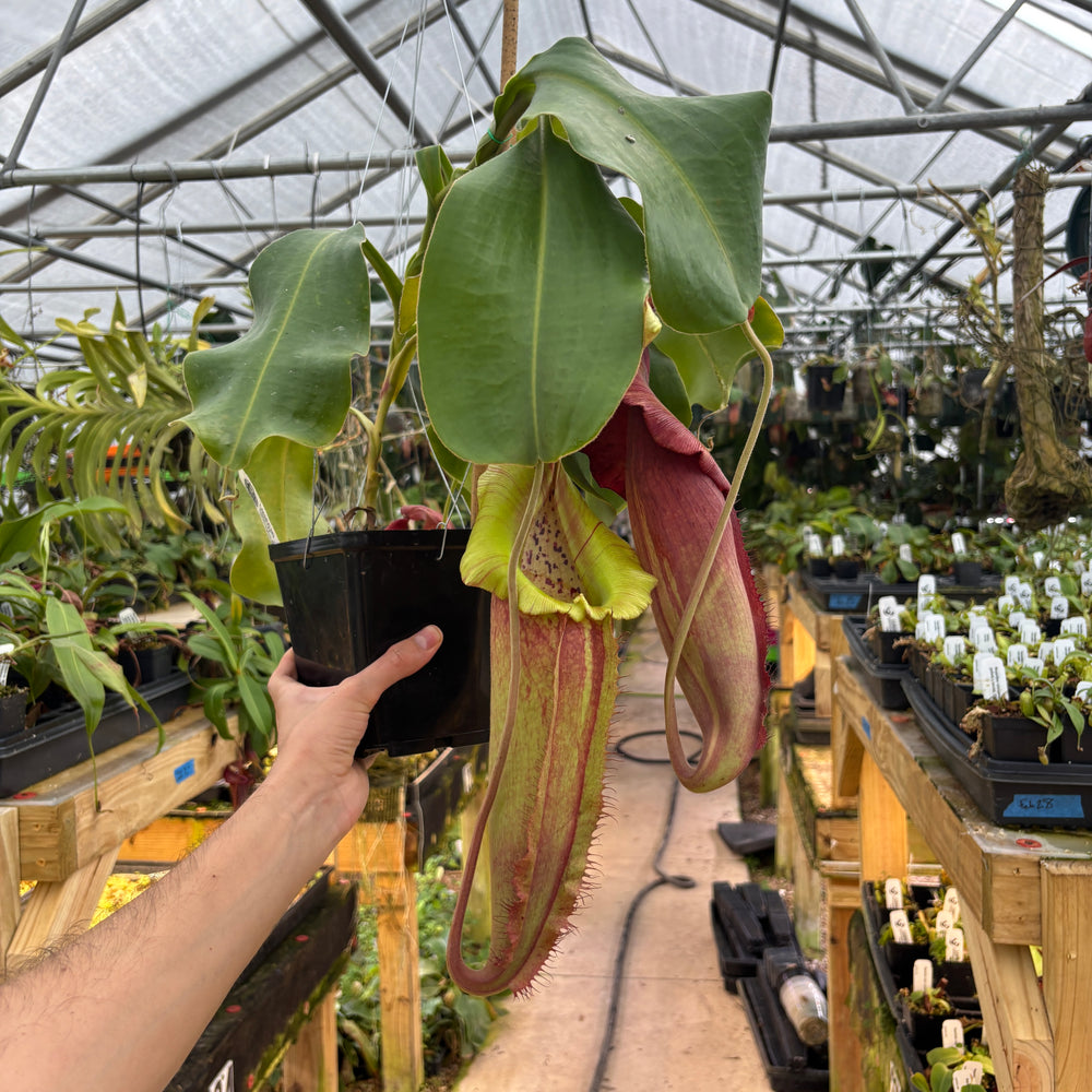 Nepenthes (spathulata x jacquelineae) x (truncata x veitchii (m)), CAR-0923
