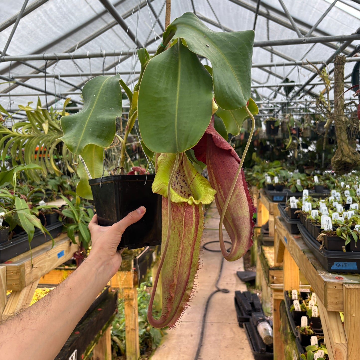 Nepenthes (spathulata x jacquelineae) x (truncata x veitchii (m)), CAR-0923