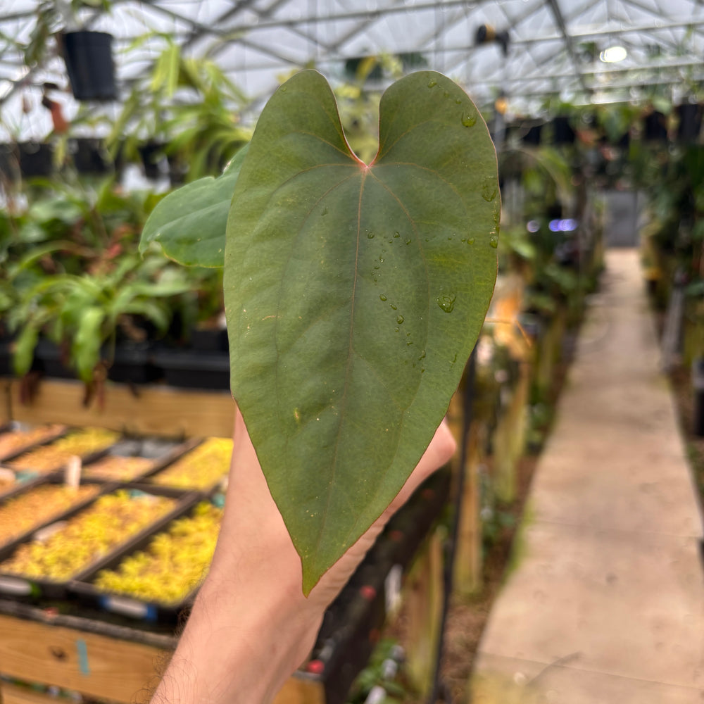 [A722] Anthurium antolakii (BVEP) x debilis, CAR-0366