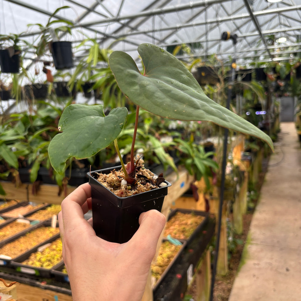 [A722] Anthurium antolakii (BVEP) x debilis, CAR-0366