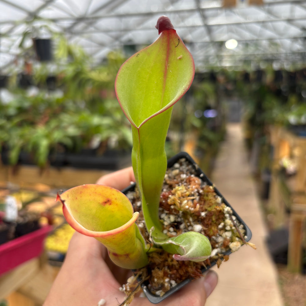 [A723] Heliamphora 'Cyclops'