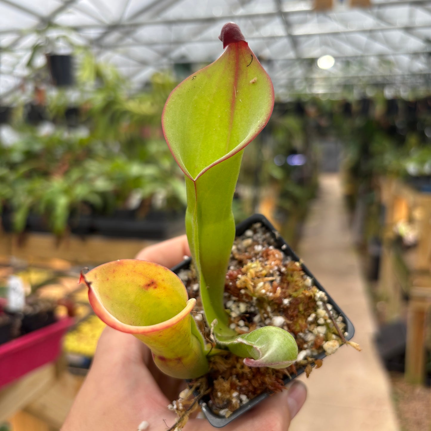 [A723] Heliamphora 'Cyclops'