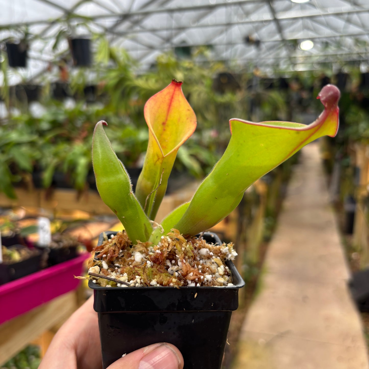 [A723] Heliamphora 'Cyclops'