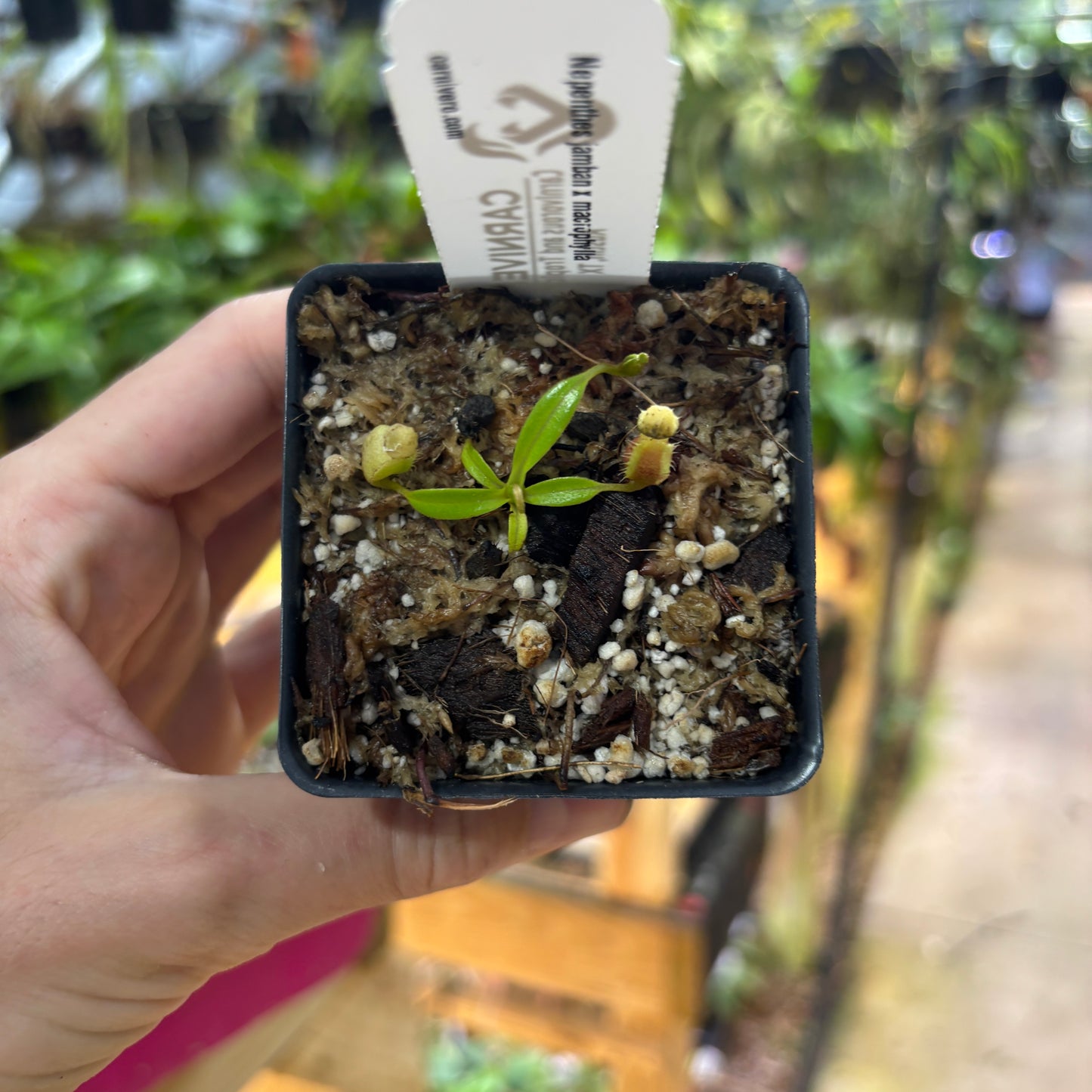 [A726] Nepenthes jamban x macrophylla