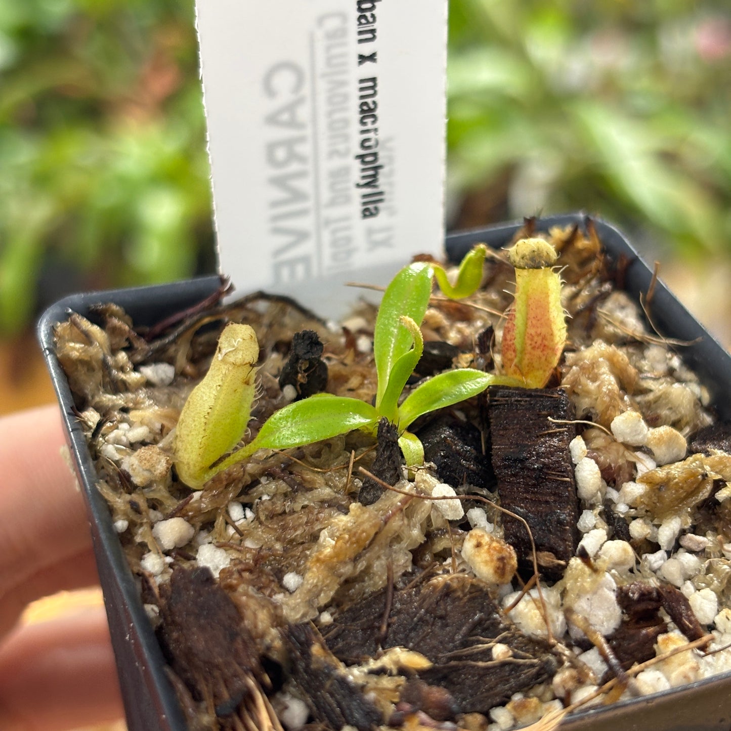 [A726] Nepenthes jamban x macrophylla