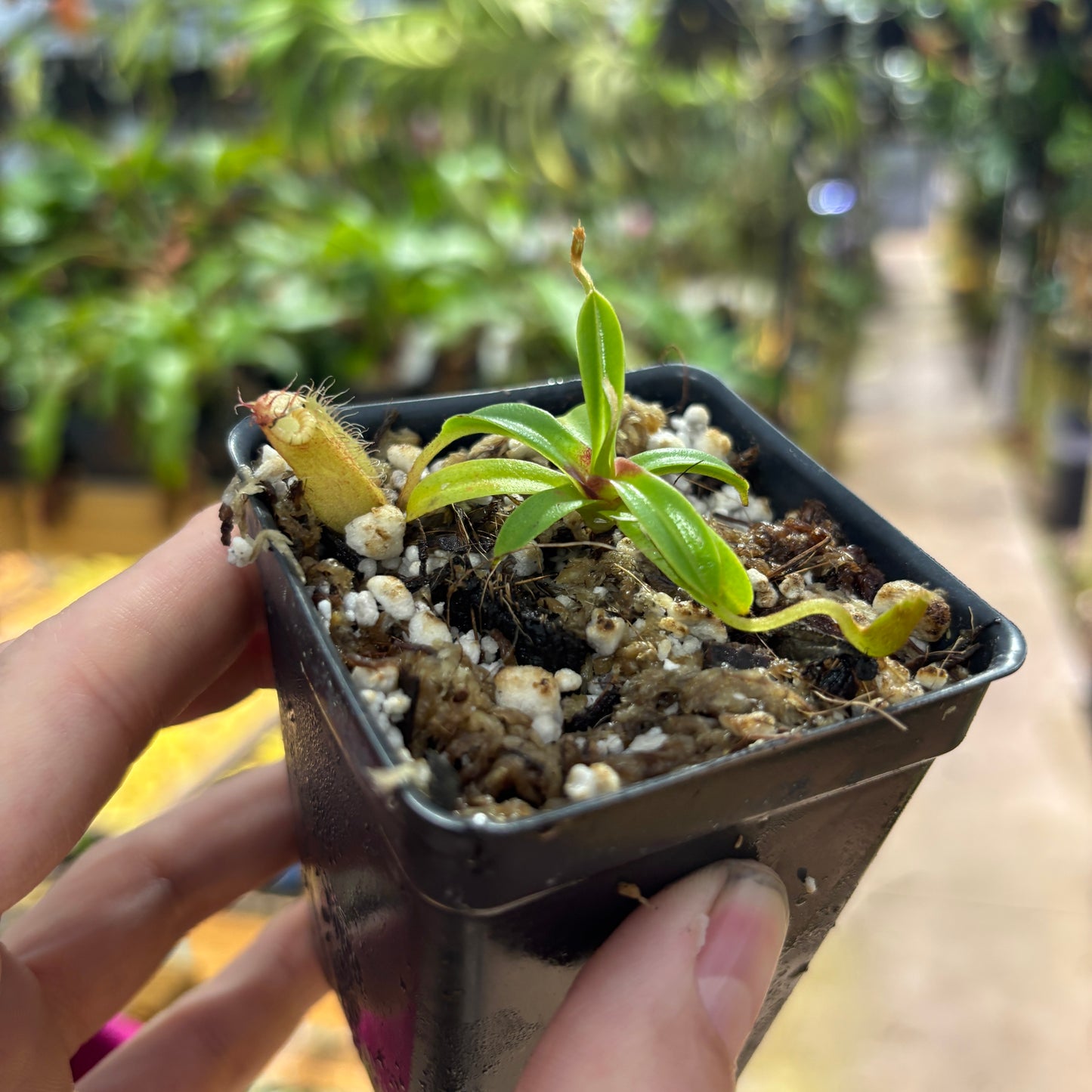 [A727] Nepenthes hamata x edwardsiana Clone: 01