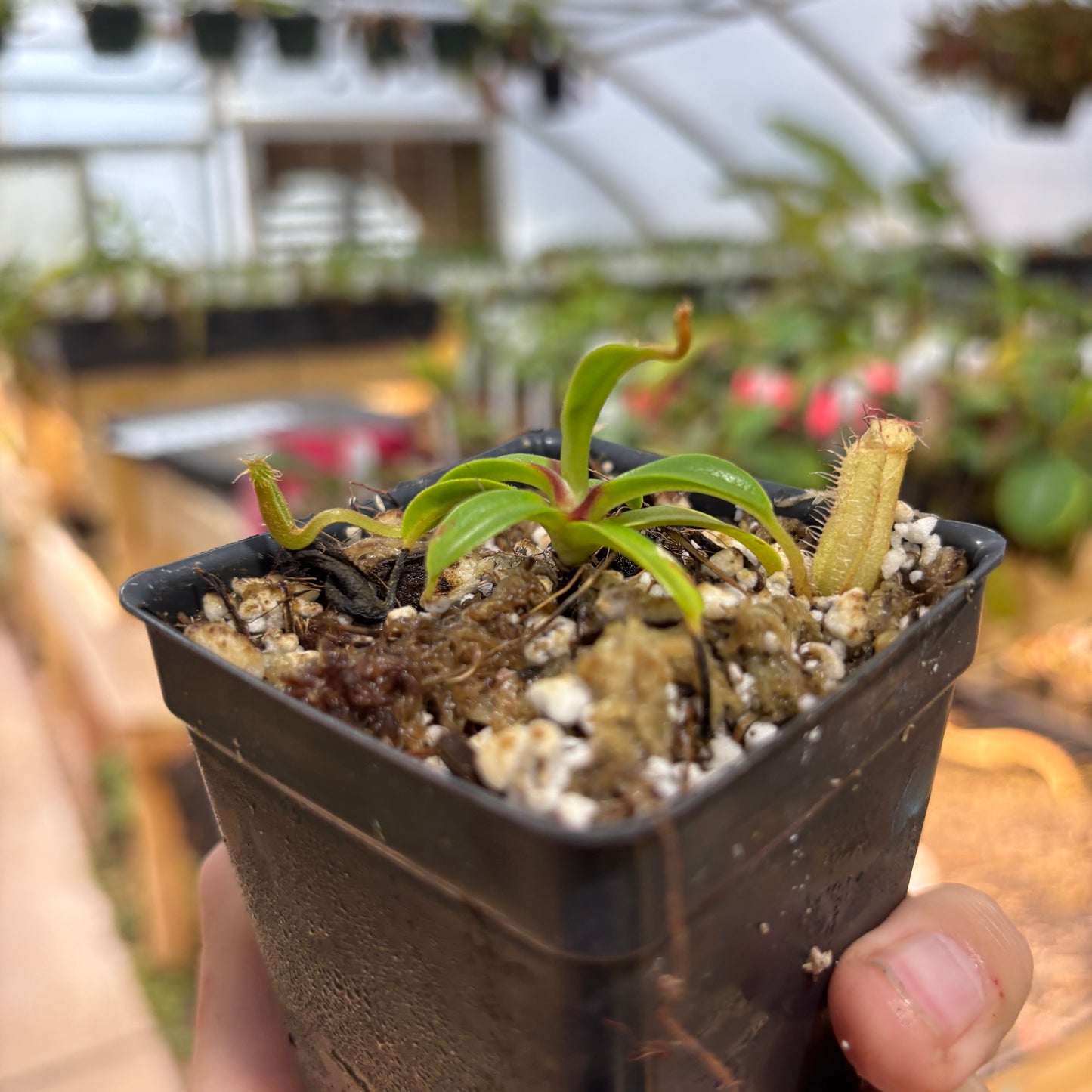 [A727] Nepenthes hamata x edwardsiana Clone: 01