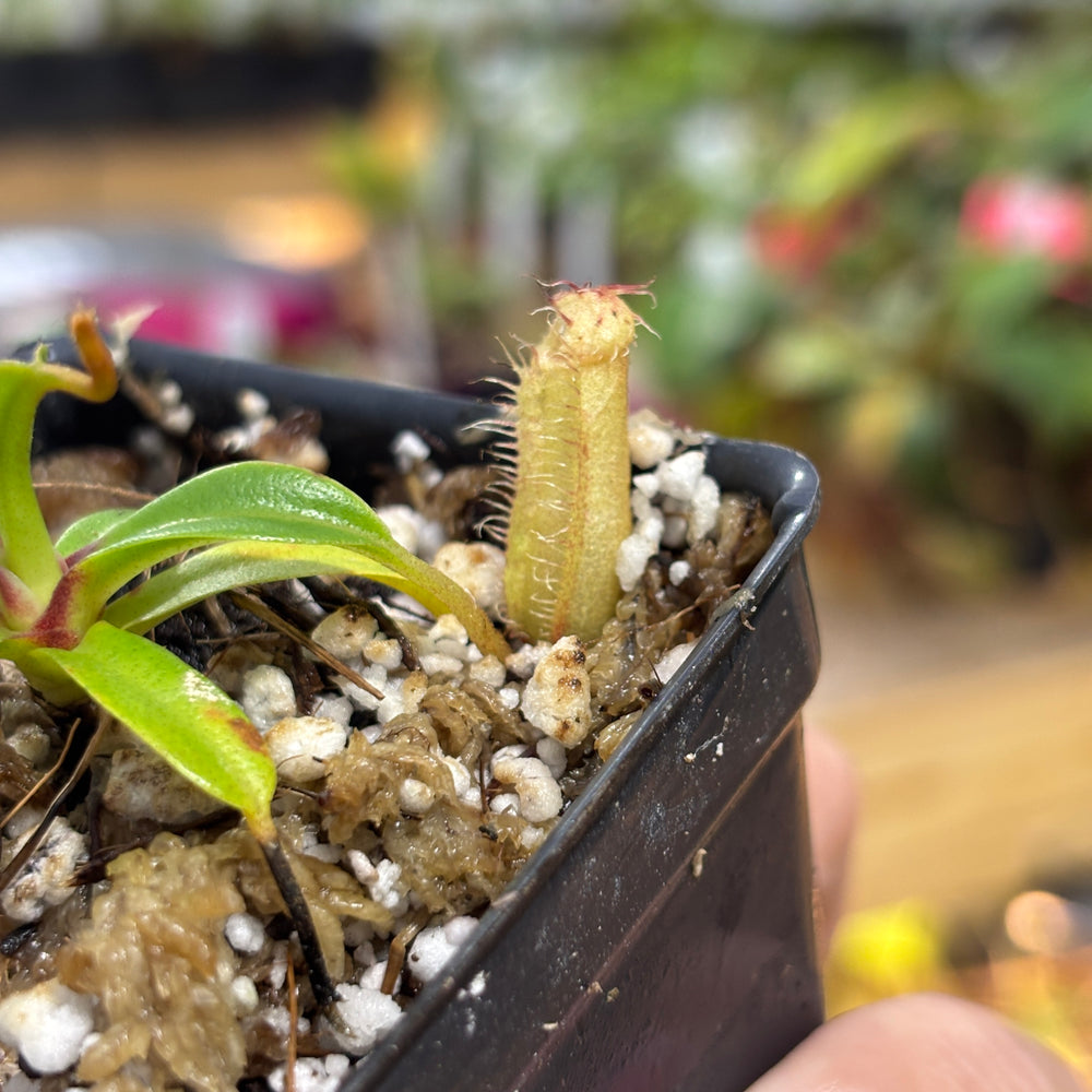 
                      
                        [A727] Nepenthes hamata x edwardsiana Clone: 01
                      
                    