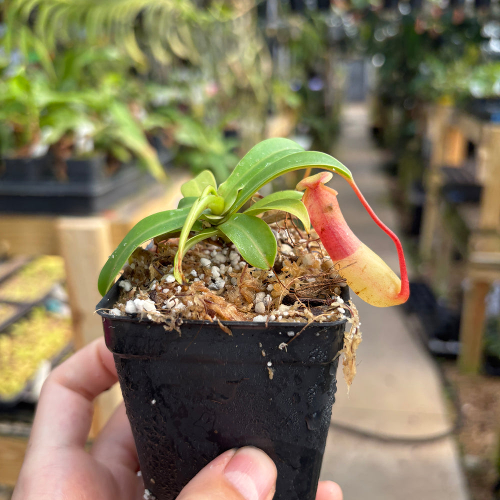 [A732] Nepenthes ventricosa Porcelain / Alba