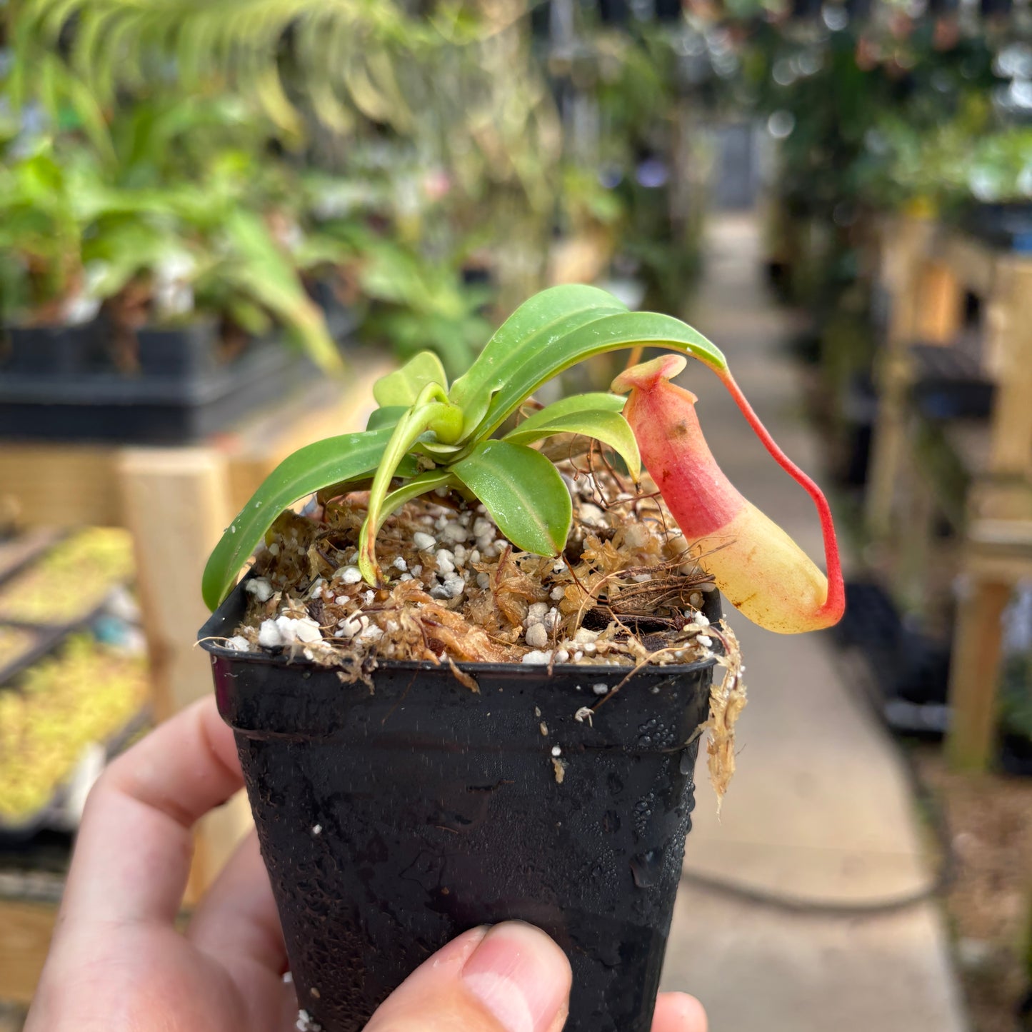 [A732] Nepenthes ventricosa Porcelain / Alba