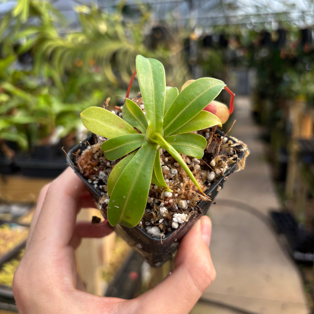 
                      
                        [A732] Nepenthes ventricosa Porcelain / Alba
                      
                    