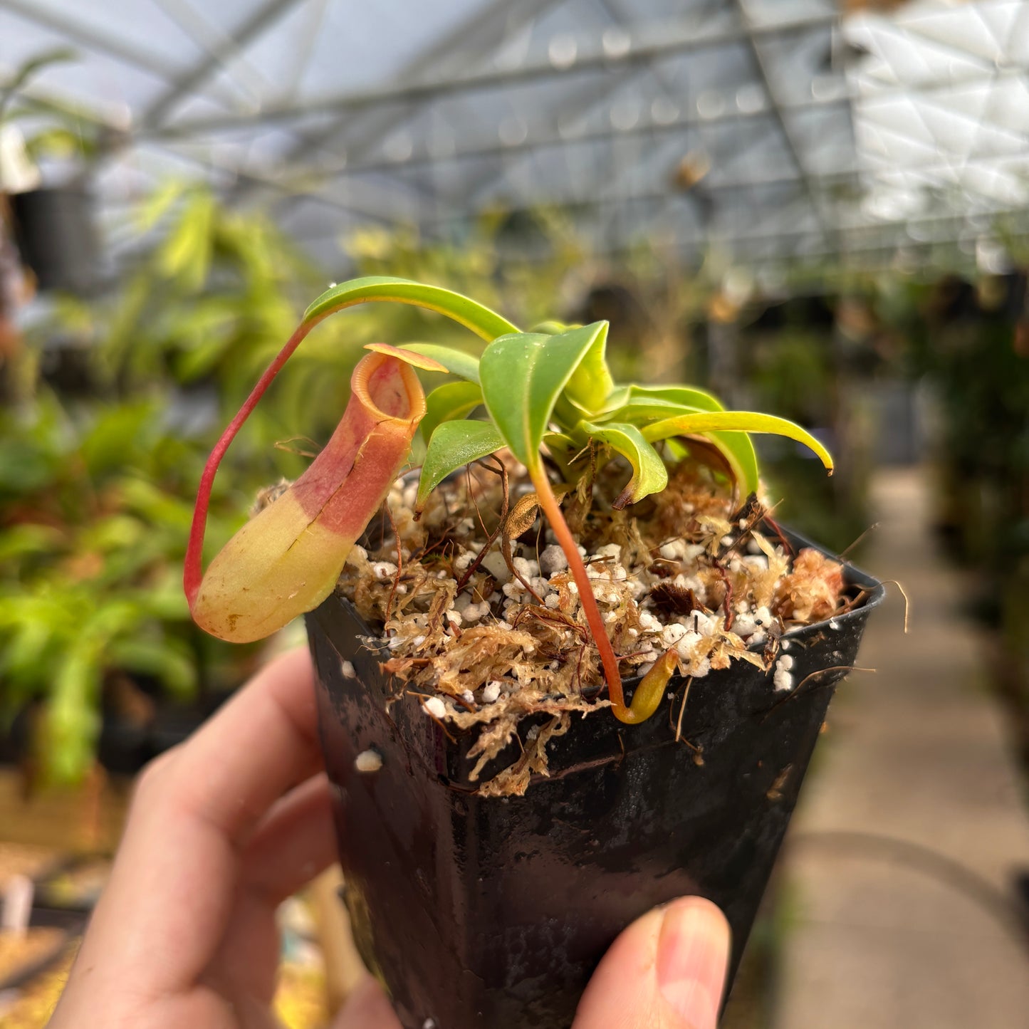 [A732] Nepenthes ventricosa Porcelain / Alba