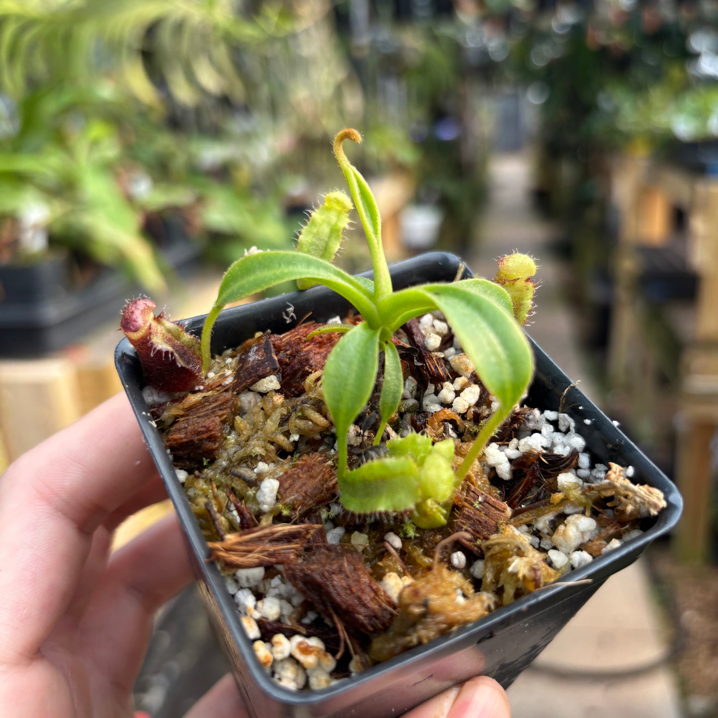 [A733] Nepenthes lowii Trusmadi clone MB4