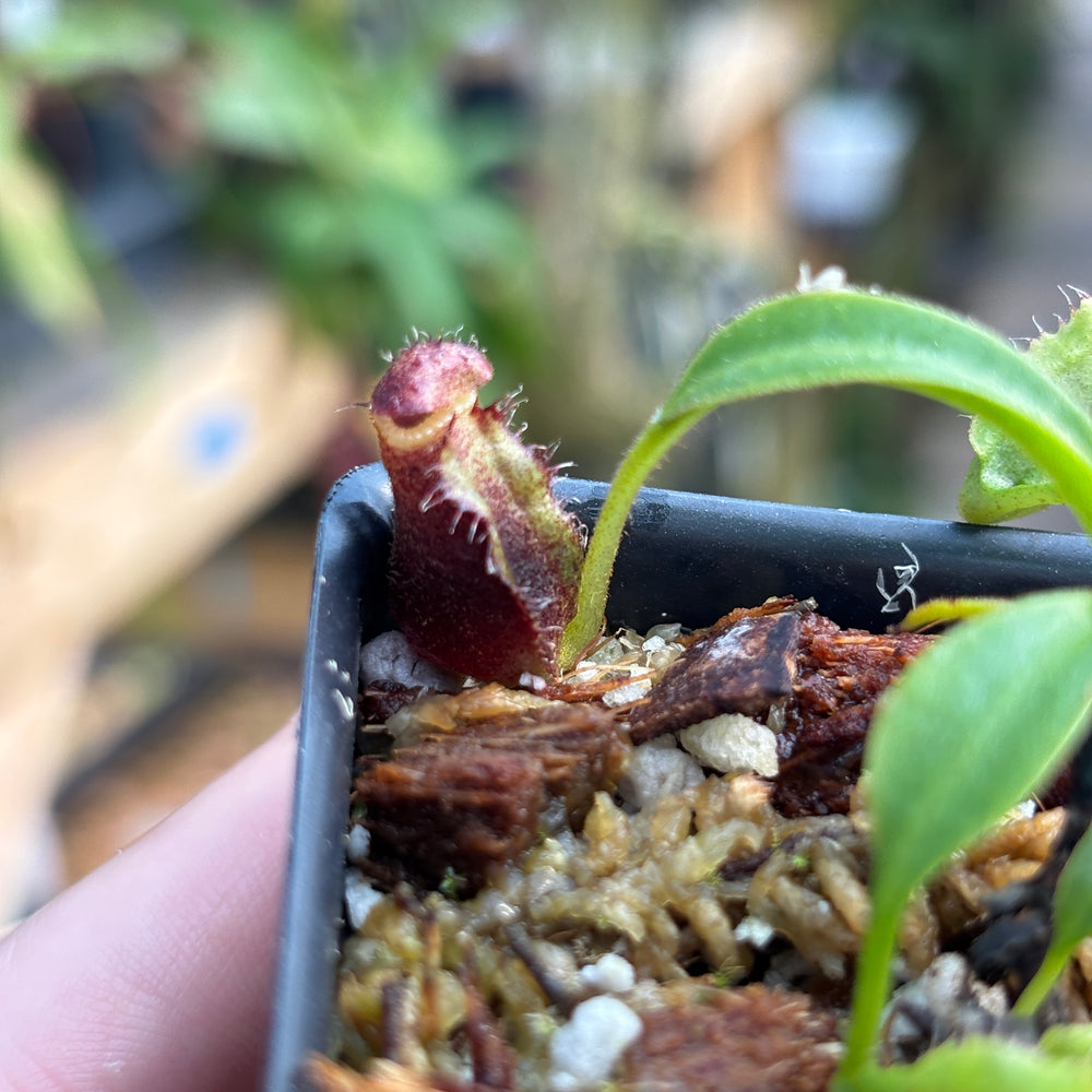 
                      
                        [A733] Nepenthes lowii Trusmadi clone MB4
                      
                    