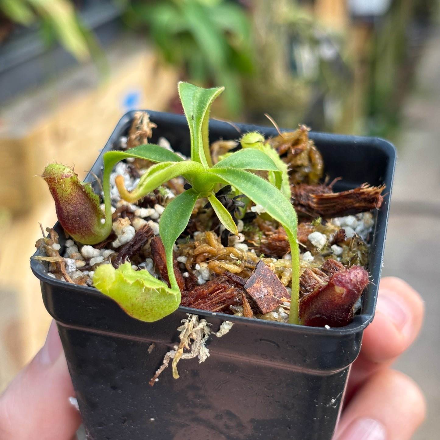 [A733] Nepenthes lowii Trusmadi clone MB4