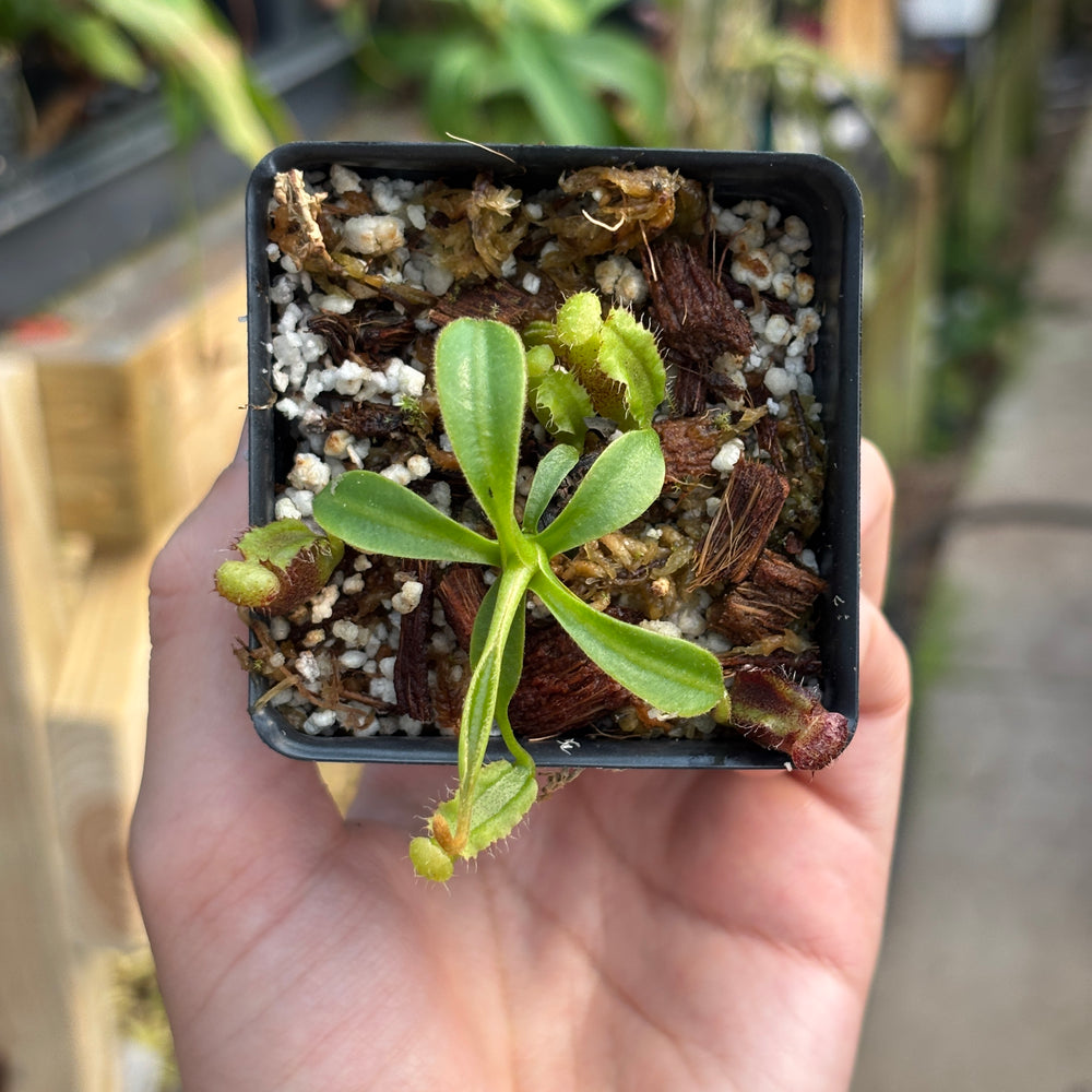 
                      
                        [A733] Nepenthes lowii Trusmadi clone MB4
                      
                    
