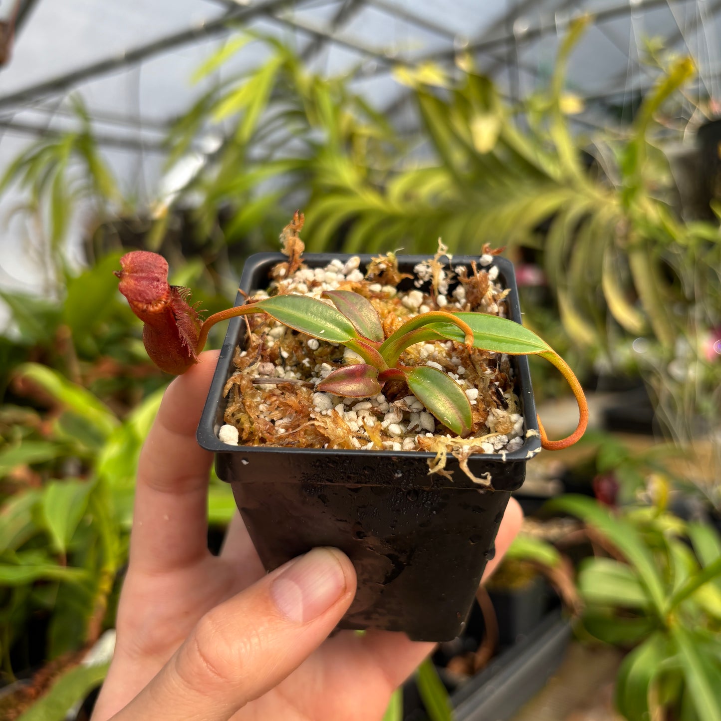 [A736] Nepenthes edwardsiana (Tamb.) Clone: 06
