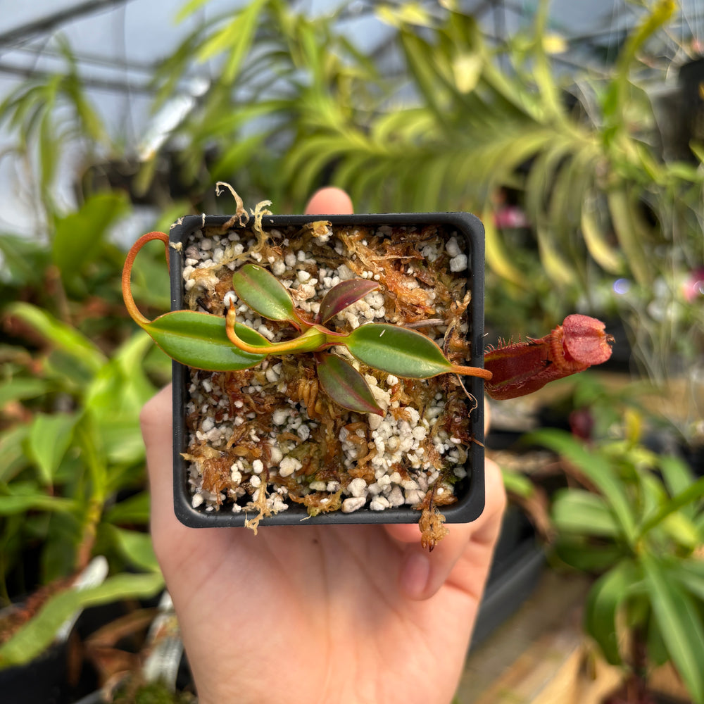 
                      
                        [A736] Nepenthes edwardsiana (Tamb.) Clone: 06
                      
                    