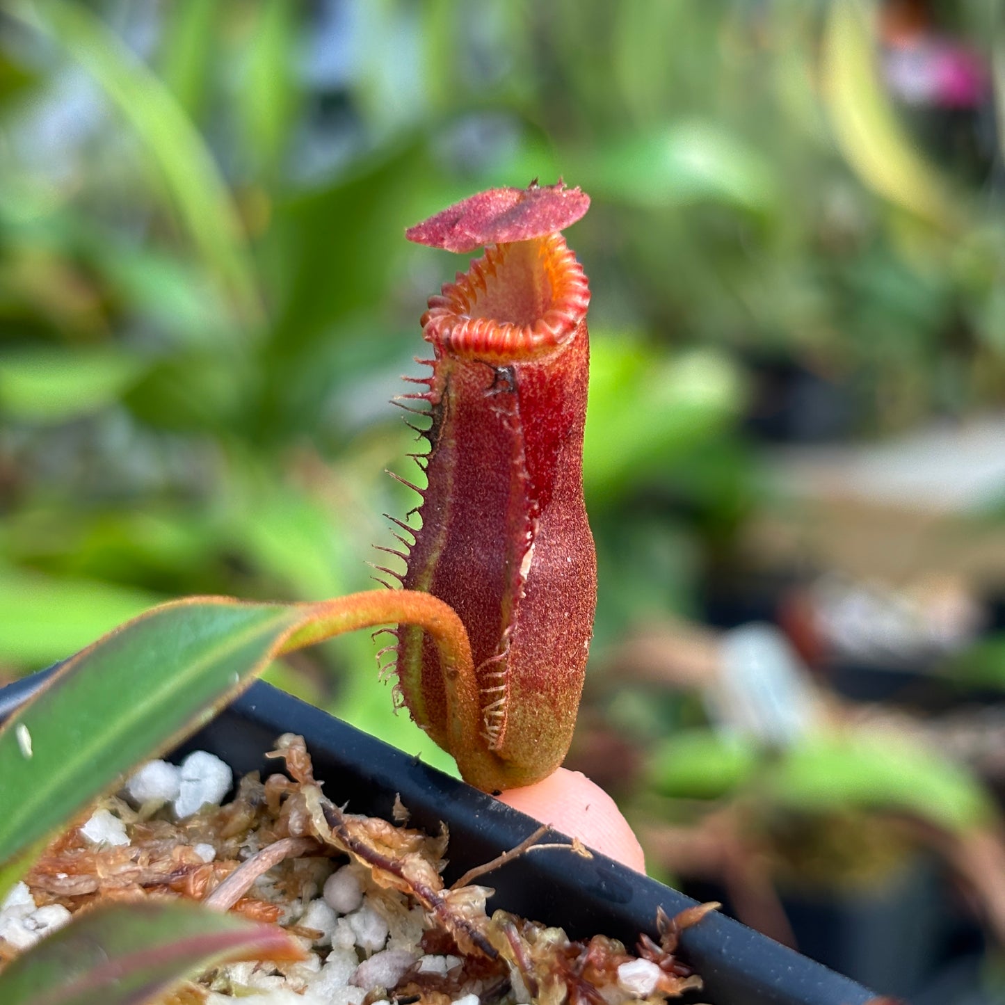 [A736] Nepenthes edwardsiana (Tamb.) Clone: 06