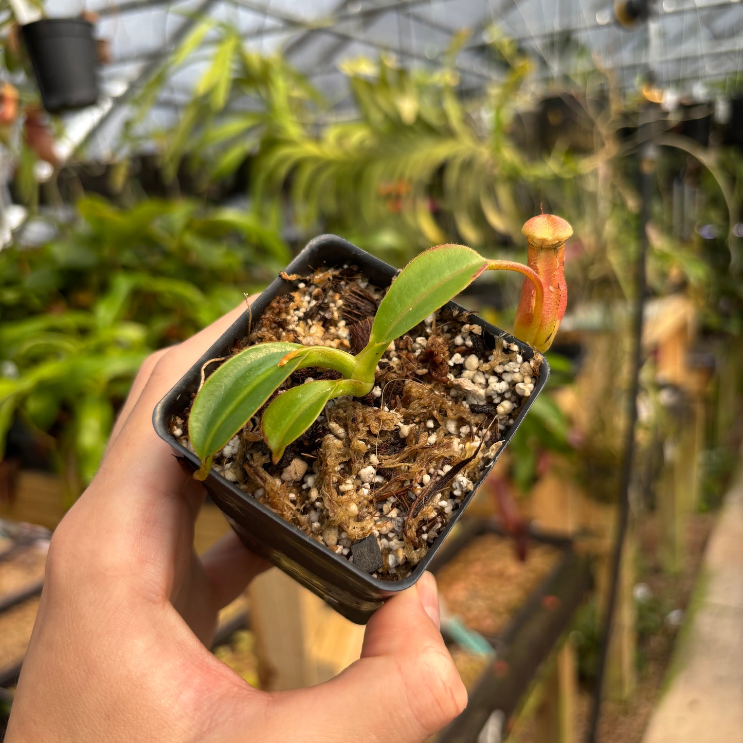 [A740] Nepenthes lowii x edwardsiana clone: 04