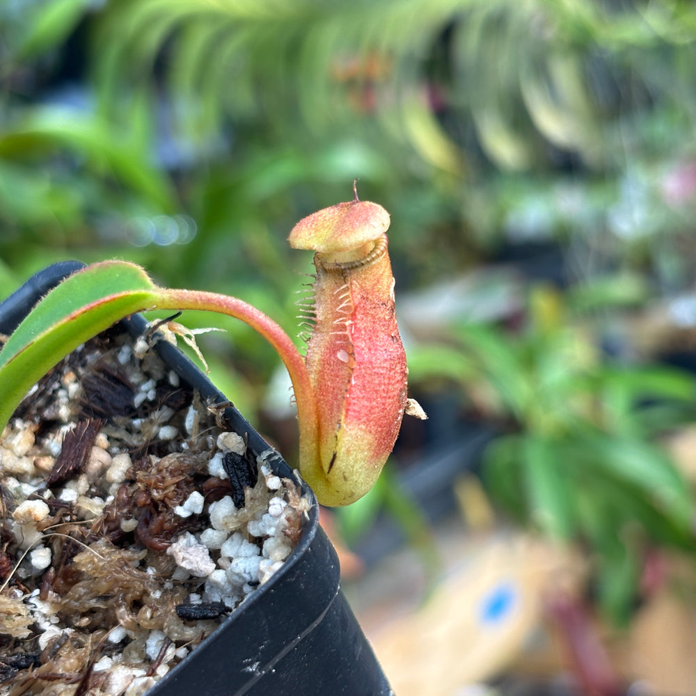 [A740] Nepenthes lowii x edwardsiana clone: 04