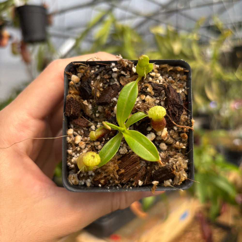 [A741] Nepenthes jamban x macrophylla