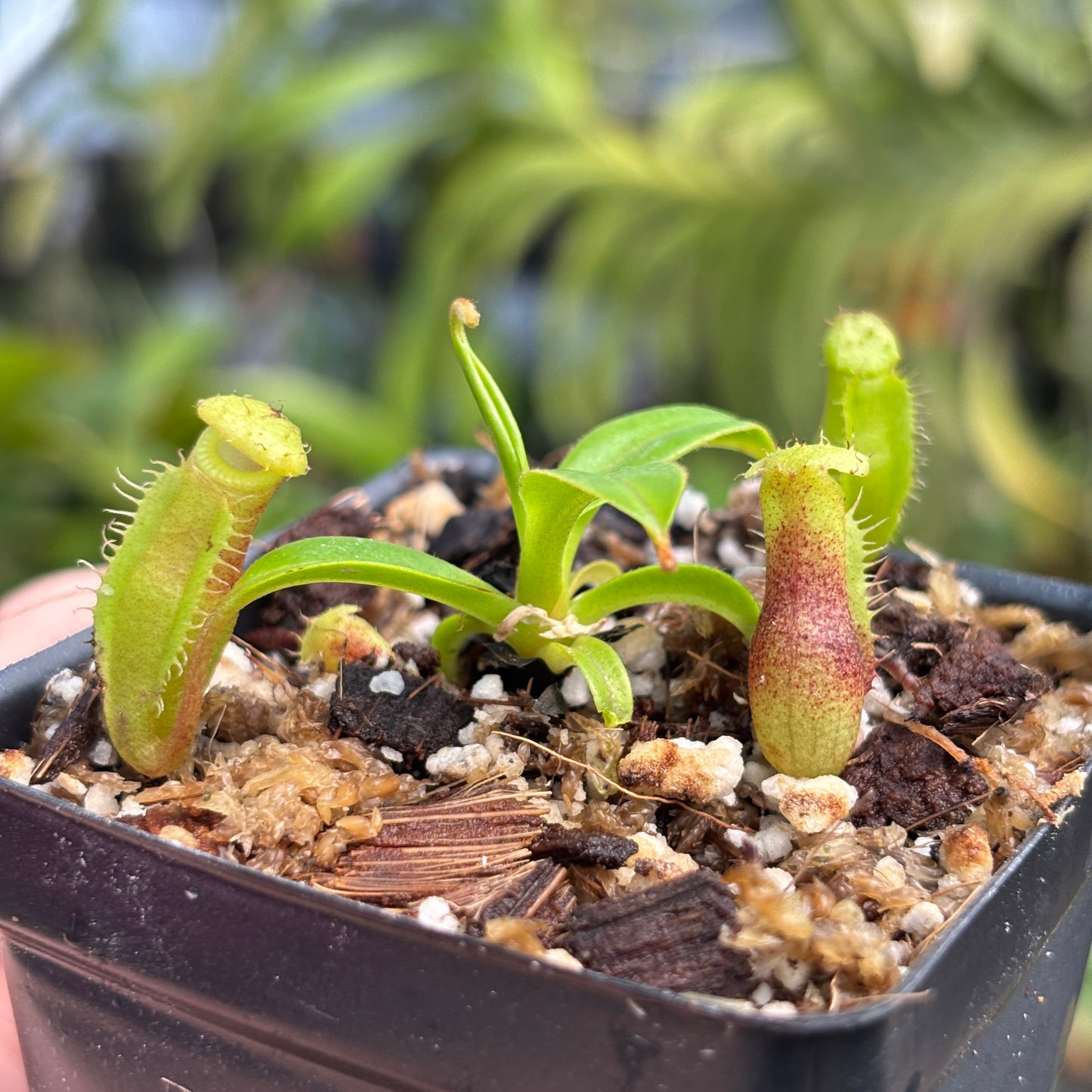 [A741] Nepenthes jamban x macrophylla