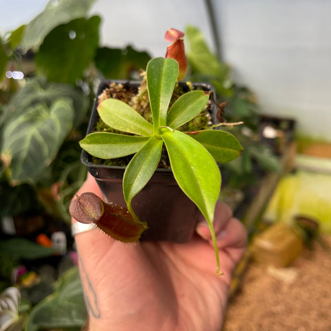 Nepenthes spathulata x gymnamphora in a small pot with bright green leaves and a small reddish pitcher.