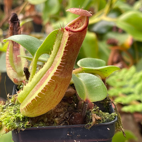 Close-up of Nepenthes truncata CAR-0451 pitcher with a tall curved green trap and pinkish red rim in a mossy pot.