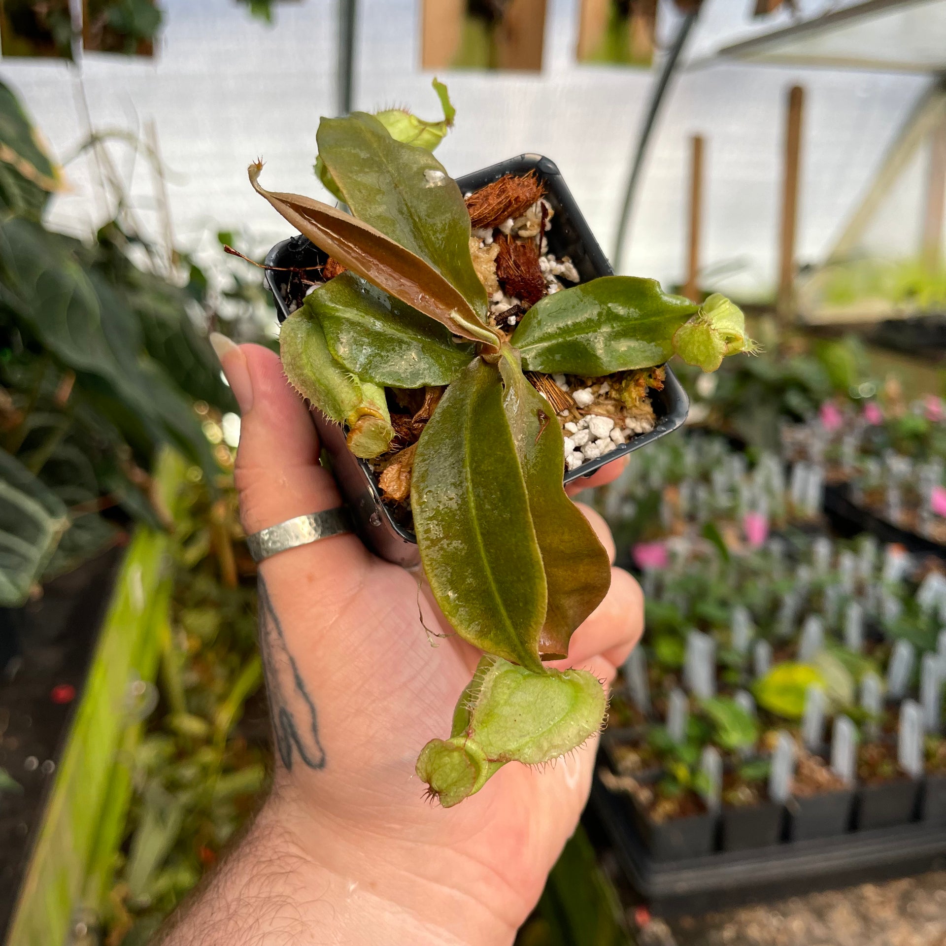 Nepenthes (Viking x rafflesiana) x veitchii 'The Wave', CAR-0452 Nepenthes (Viking x rafflesiana) x veitchii 'The Wave', CAR-0452