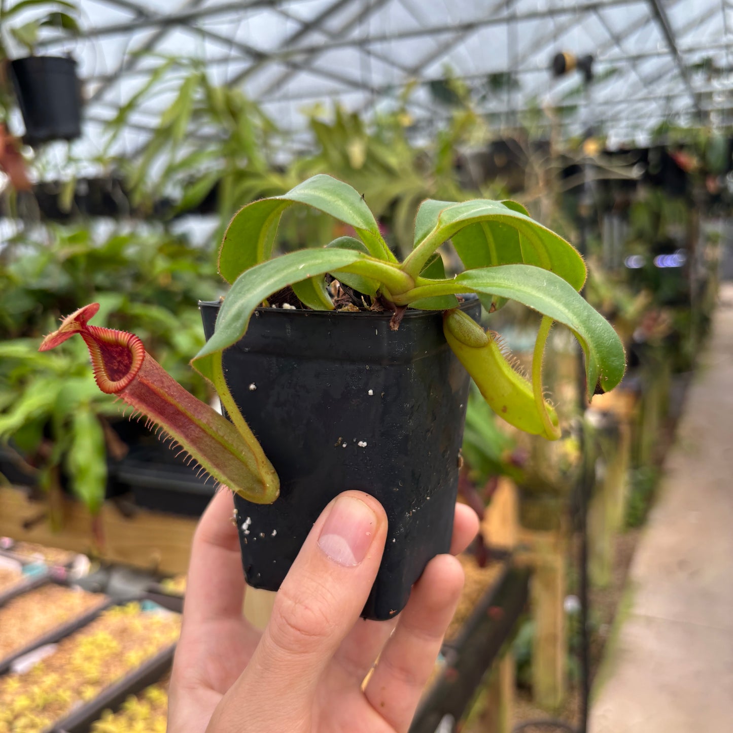 [A747] Nepenthes veitchii JB x edwardsiana