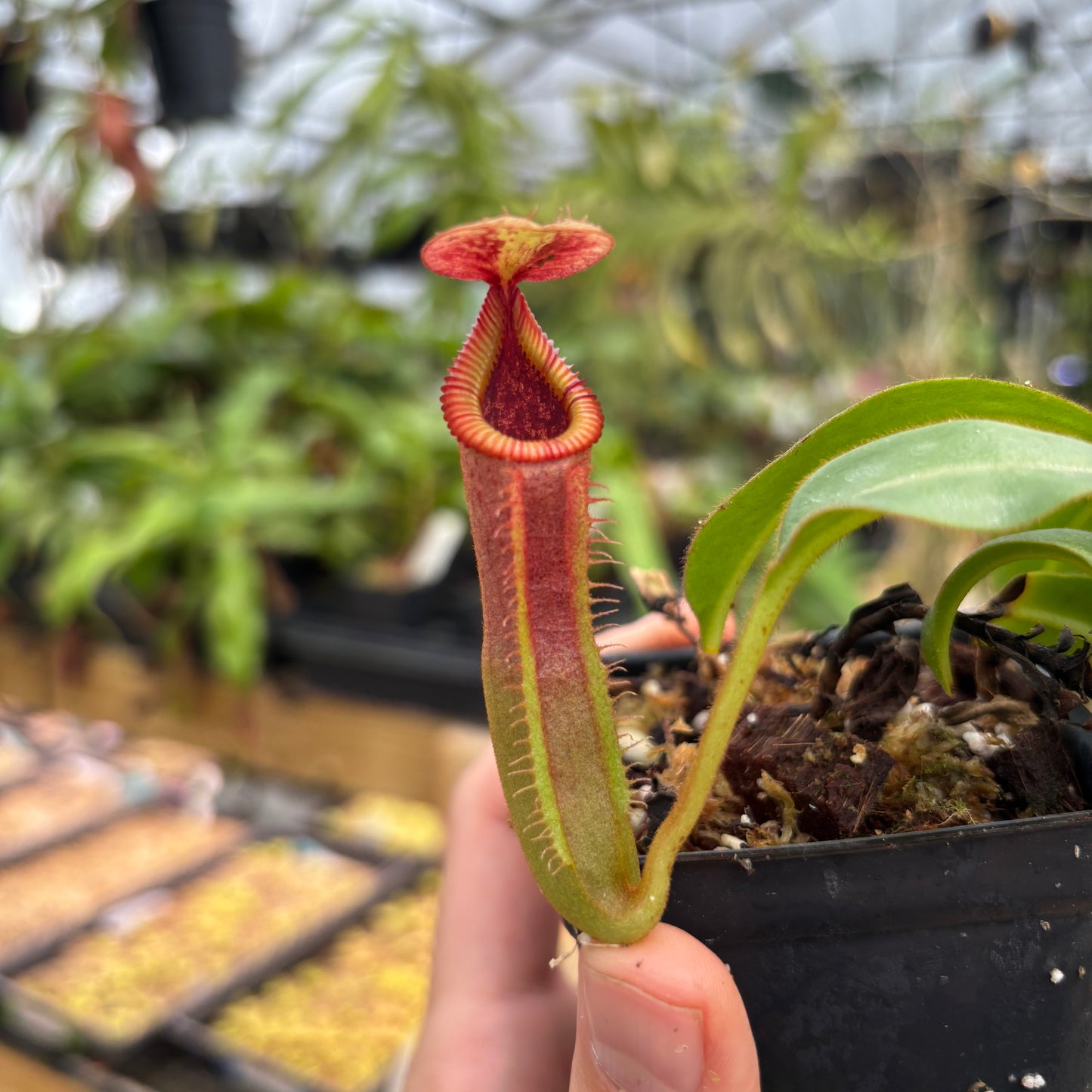 [A747] Nepenthes veitchii JB x edwardsiana
