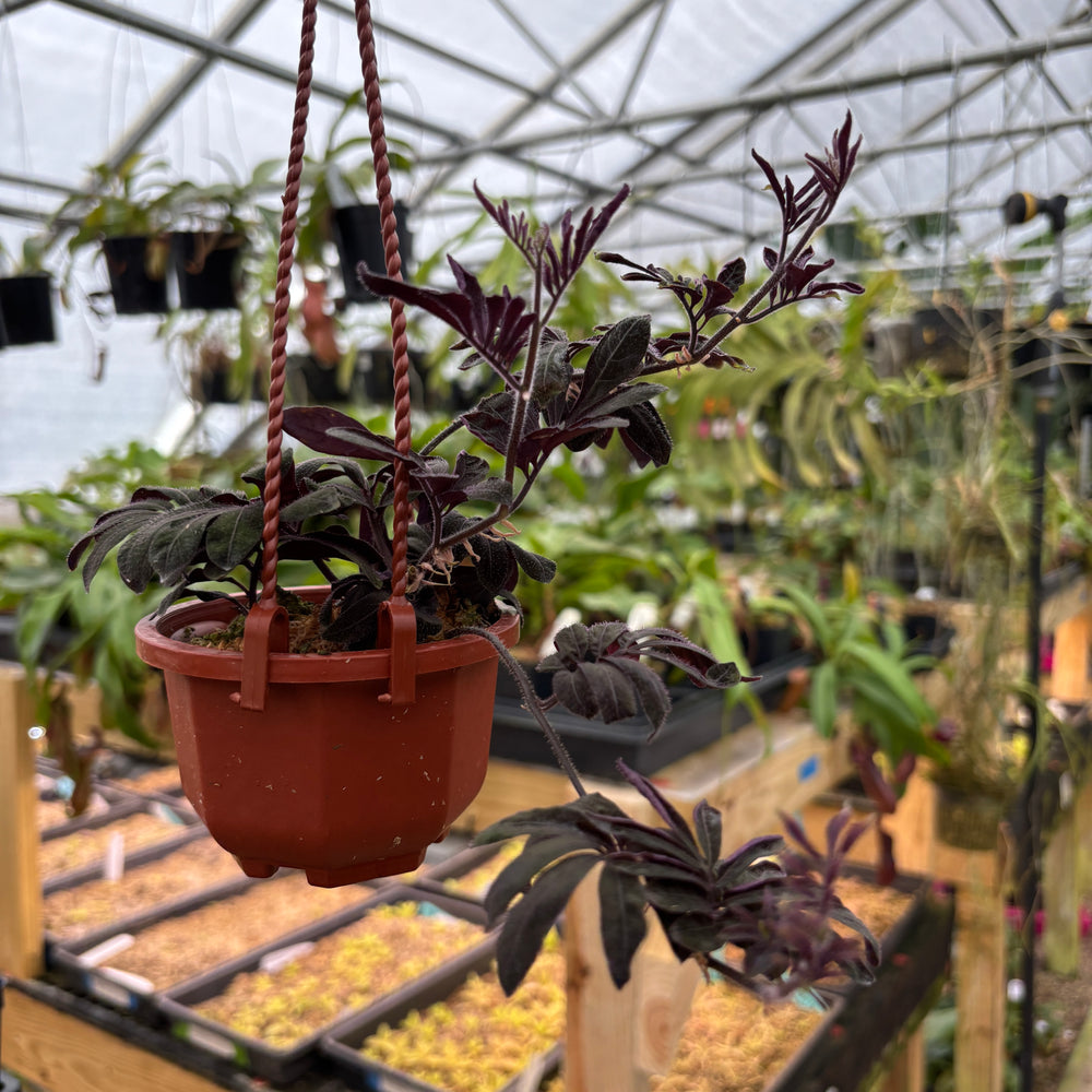[A750] Solanum uleanum