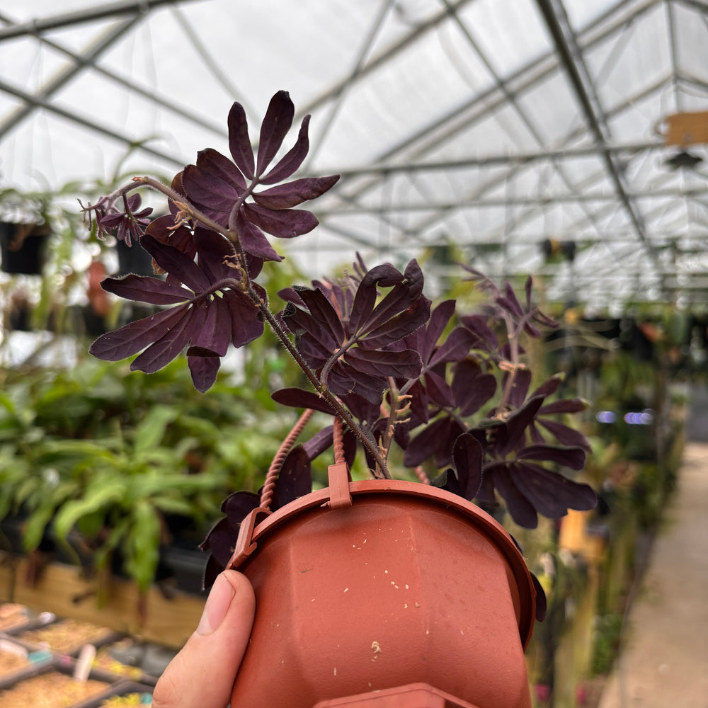 
                      
                        [A750] Solanum uleanum
                      
                    