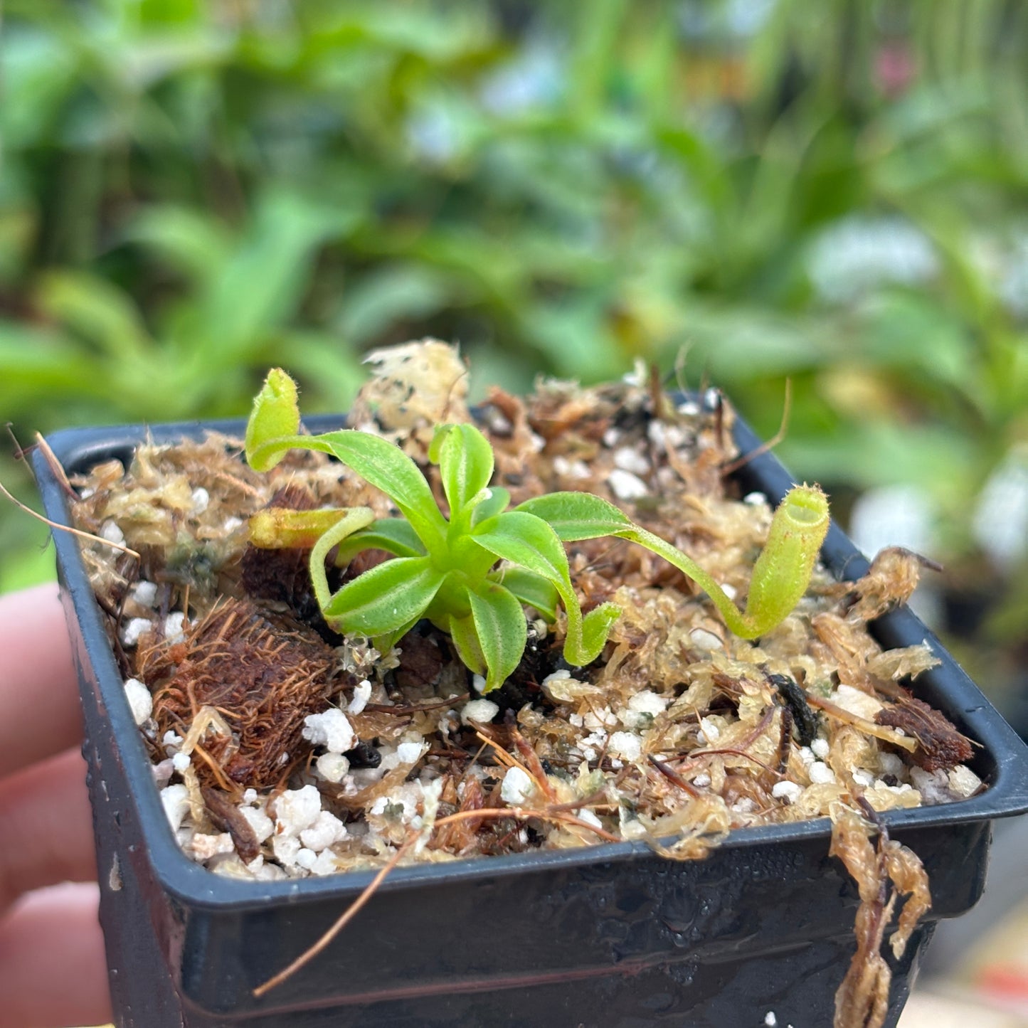 [A752] Nepenthes aristolochioides x edwardsiana