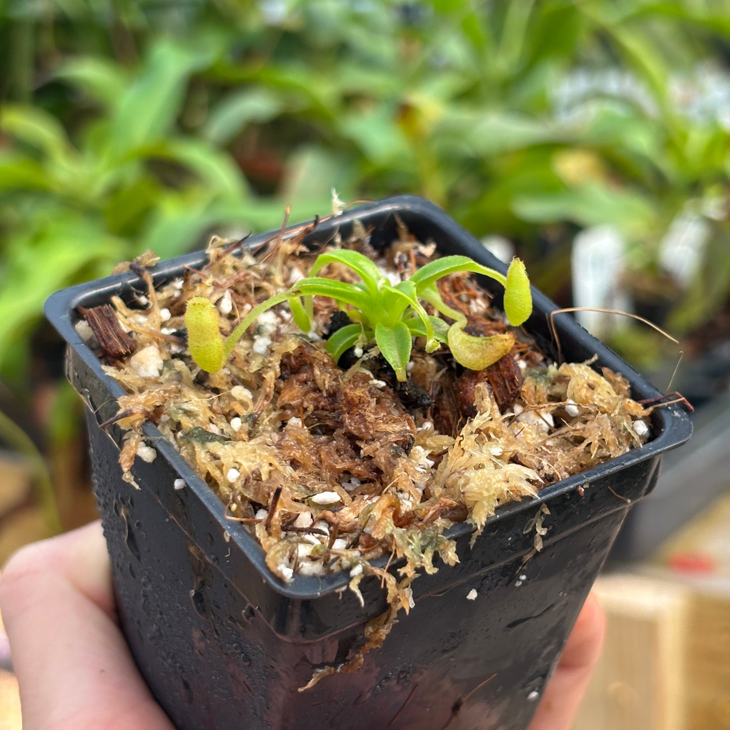 [A752] Nepenthes aristolochioides x edwardsiana