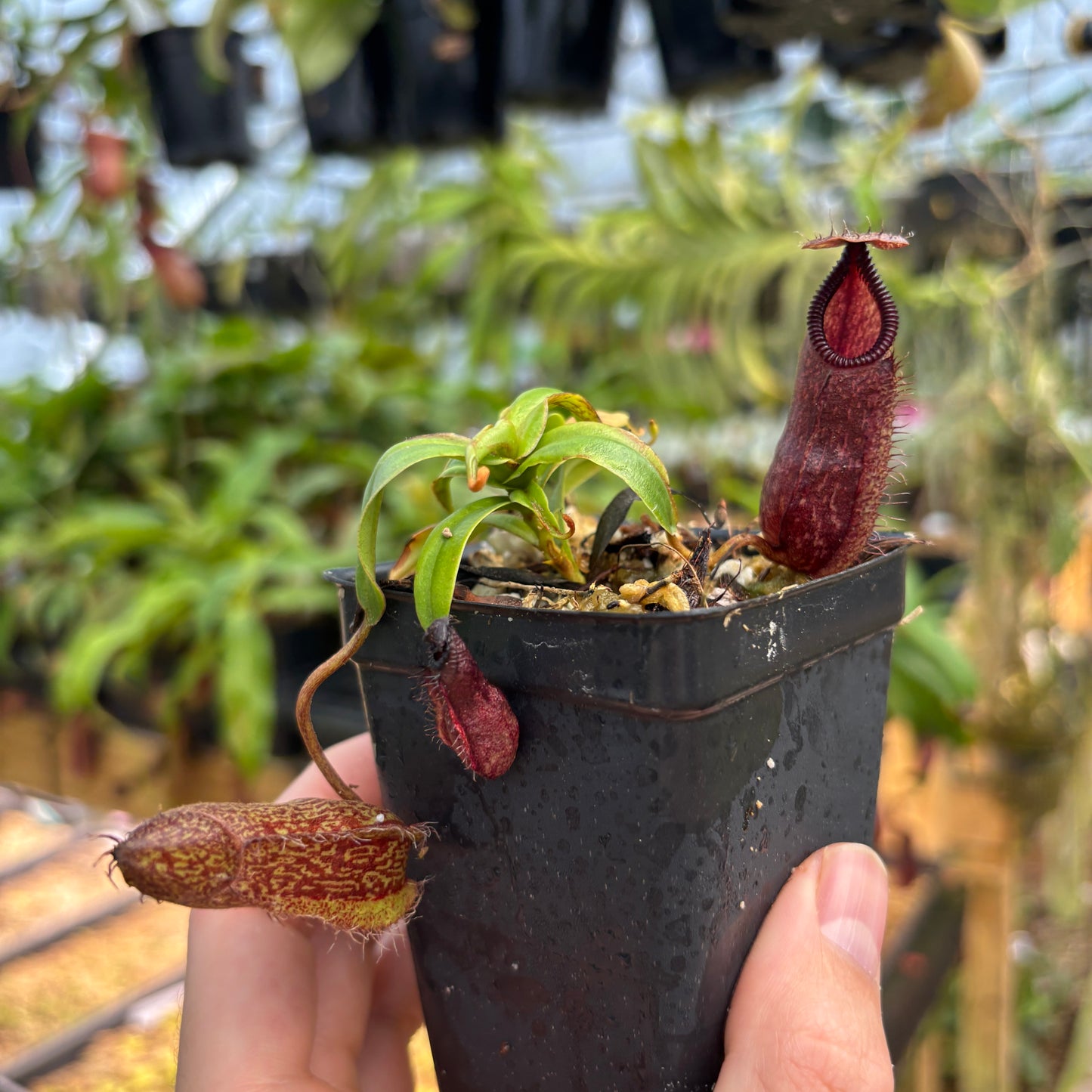 [A753] Nepenthes hamata Tambusisi x (ventricosa x hamata)