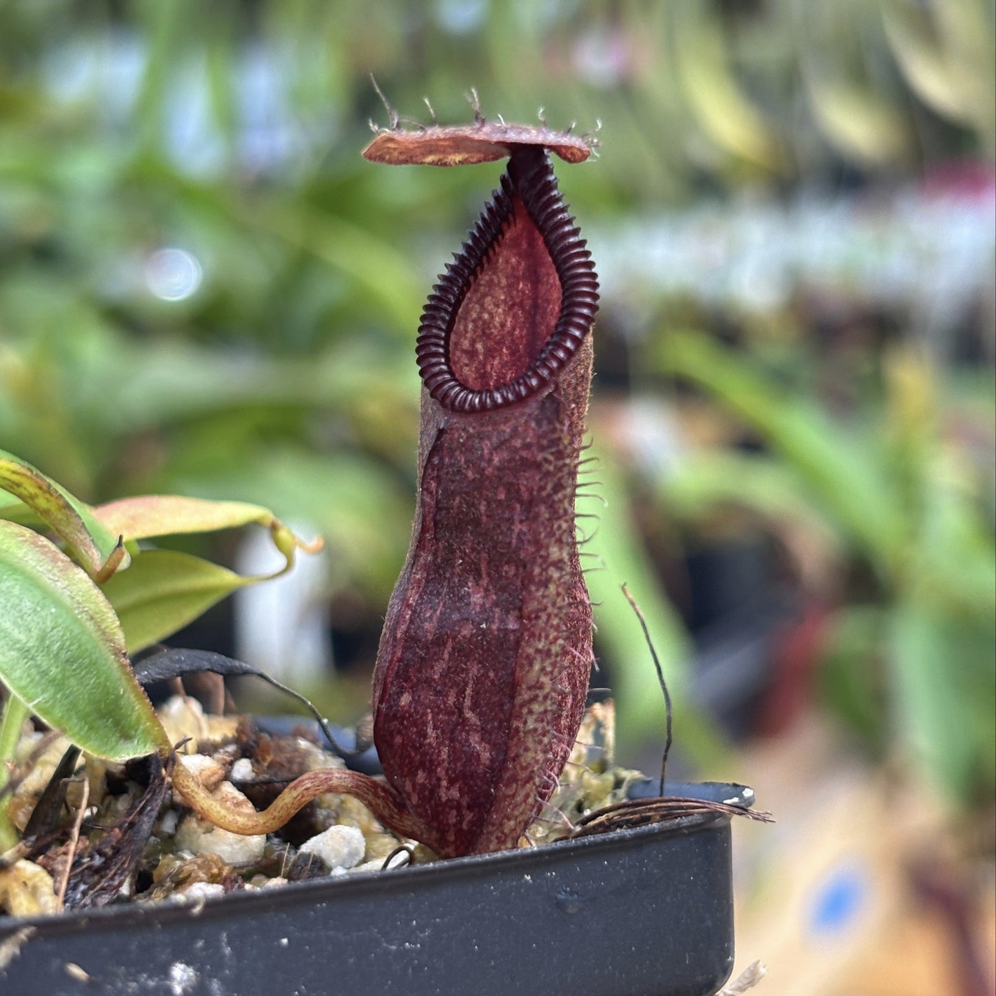[A753] Nepenthes hamata Tambusisi x (ventricosa x hamata)